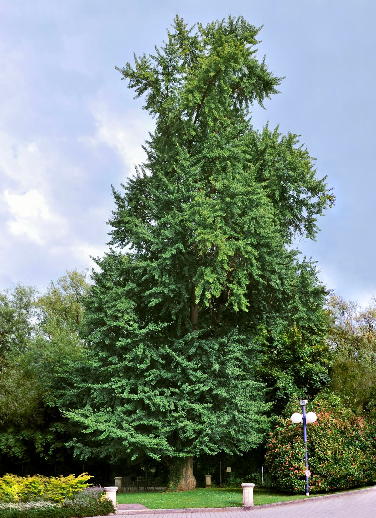 Ginkgo biloba tree with characteristic fan-shaped leaves