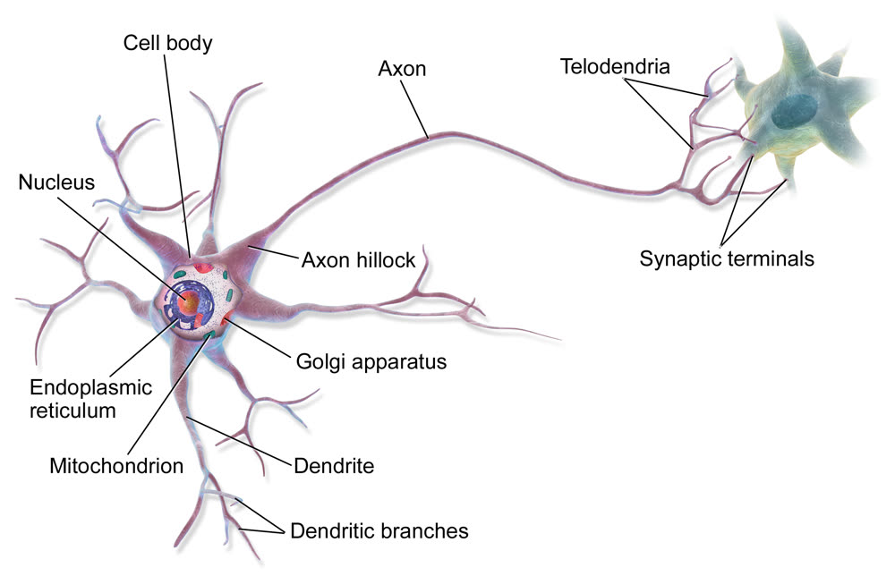 Illustration of a multipolar neuron