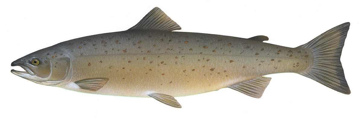 Atlantic salmon, a rich source of omega-3 fatty acids